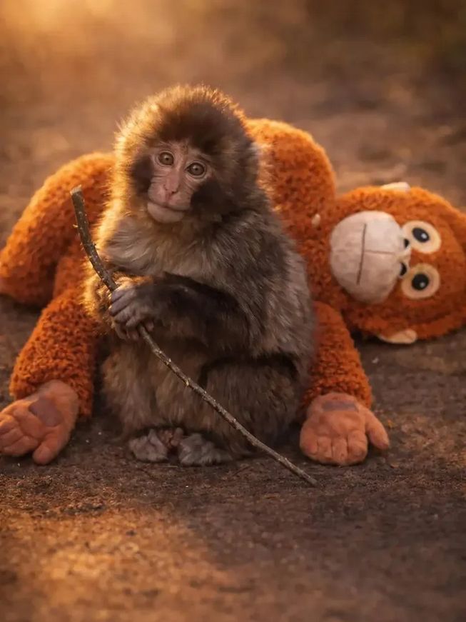 Chicharito Hernández breaks down in tears with the story of Punch Monkey, the baby monkey that is trending worldwide