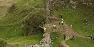 Two men, 31 and 38, who 'chopped down historic Sycamore Gap tree from Robin Hood movie' to appear in court charged with criminal damage
