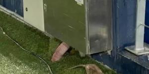 مشكلة منذ 5 سنوات: كامب نو من "فضلات الطيور" إلى الفئران داخل ملعب برشلونة الجديد