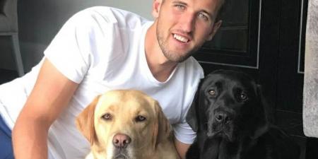 Three puppies on a shirt! England stars and their beloved pets who will bark them on at the Euros - with Phil Foden's French bulldog, Kane's two labradors and Declan Rice's cockapoo Raffa all part of the army of patriotic pooches