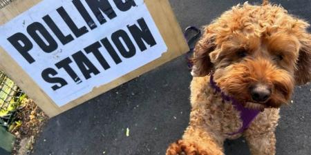 Pet lovers bring their pooches along to cast their votes as polls open