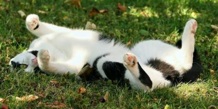 I'm a cat expert and here are 10 ways to keep your feline cool during the hot summer weather