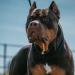 England's 10 hotspots with the most XL Bullys is revealed: New map lifts the lid on which areas have the highest number of the deadly banned breed - but is your home in one of them?