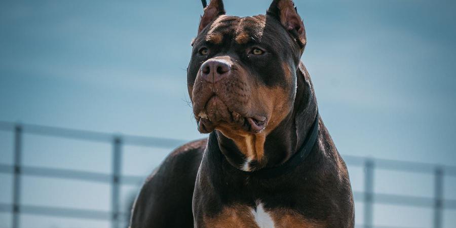 England's 10 hotspots with the most XL Bullys is revealed: New map lifts the lid on which areas have the highest number of the deadly banned breed - but is your home in one of them?