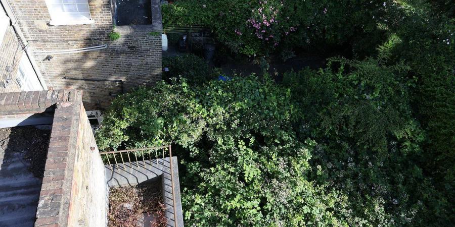 Our neighbour's knotweed jungle is making our homes unsellable: 'Helpless' residents living next door to ex-Tory councillor fear 10ft high lethal weed infestation at his £4m Chelsea townhouse could cost them millions
