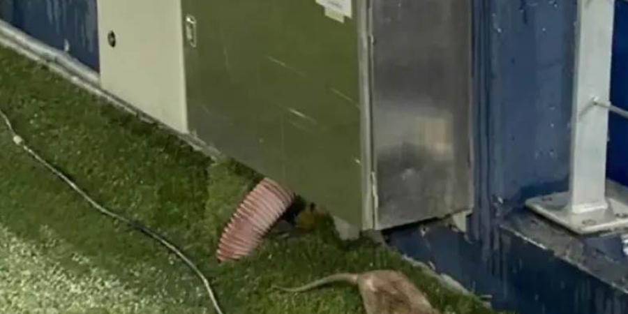 مشكلة منذ 5 سنوات: كامب نو من "فضلات الطيور" إلى الفئران داخل ملعب برشلونة الجديد